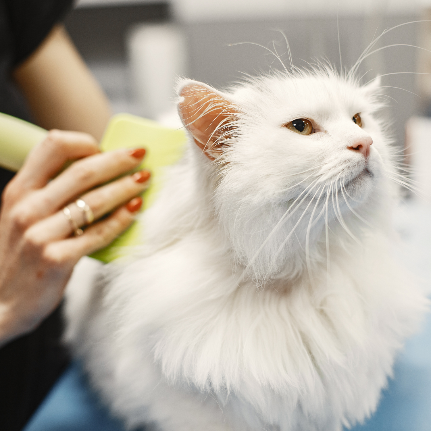 Grooming and Pet Care