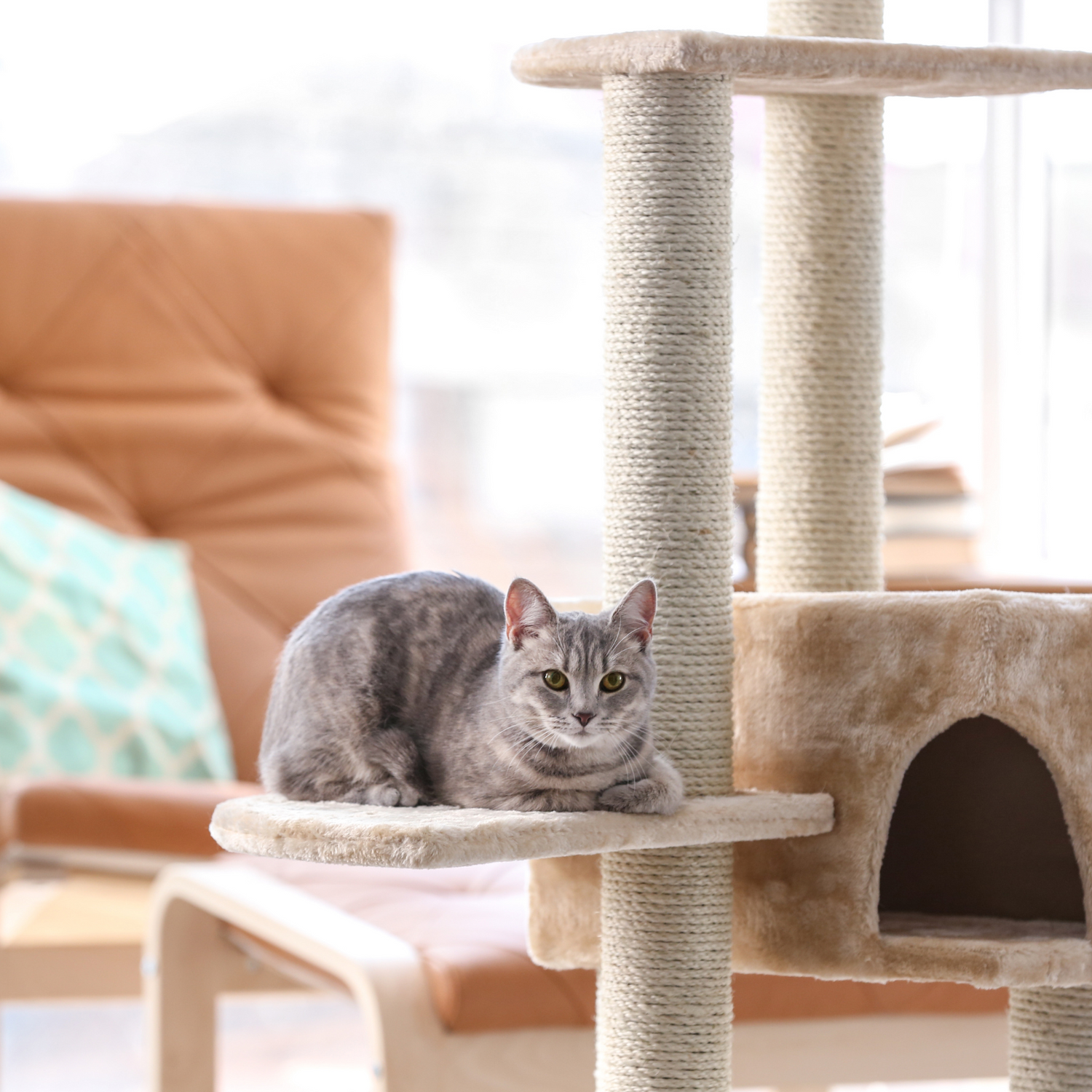 Cat Trees & Towers